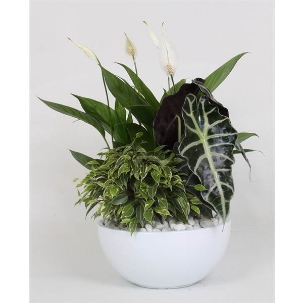 <h4>Arrangement Spathiphyllum in schaal</h4>