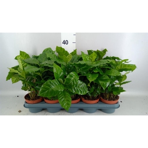 Coffea arabica