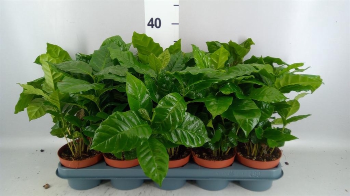 <h4>Coffea arabica</h4>