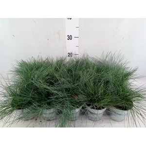 Festuca glauca 'Compacta Blue'