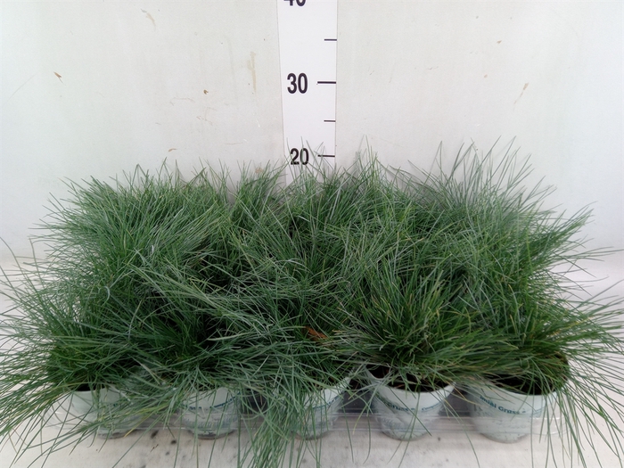 <h4>Festuca glauca 'Compacta Blue'</h4>