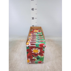 Dahlia   ...flowerbulbs