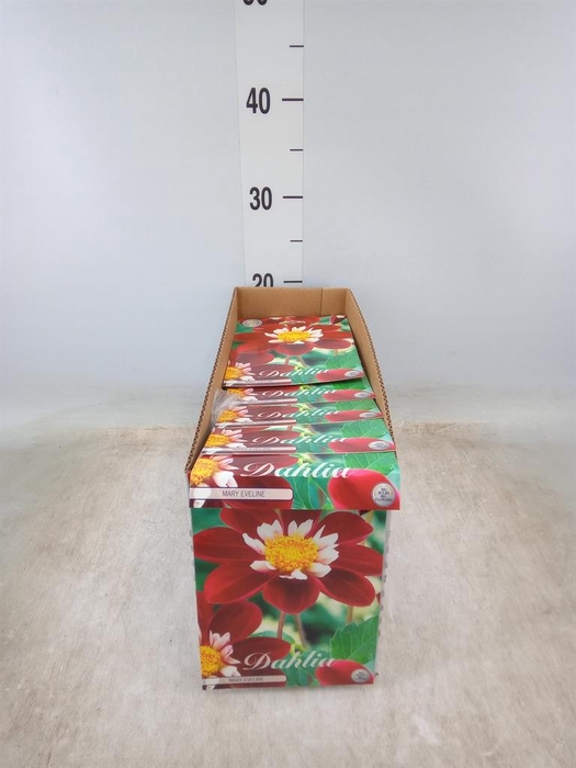 <h4>Dahlia   ...flowerbulbs</h4>