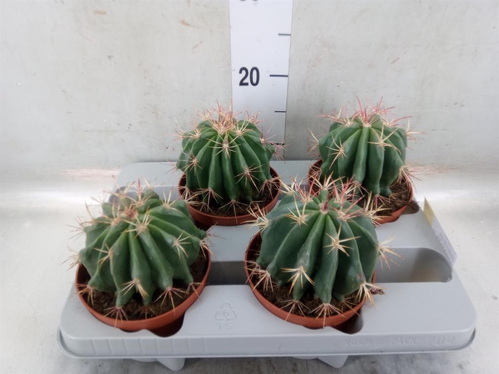 <h4>Ferocactus pilosus</h4>
