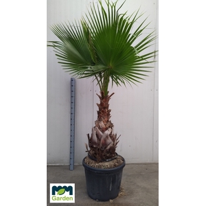 WASHINGTONIA