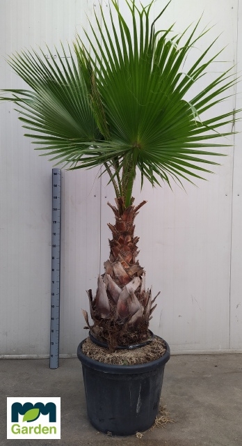 <h4>WASHINGTONIA</h4>