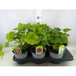 Alcea   ...