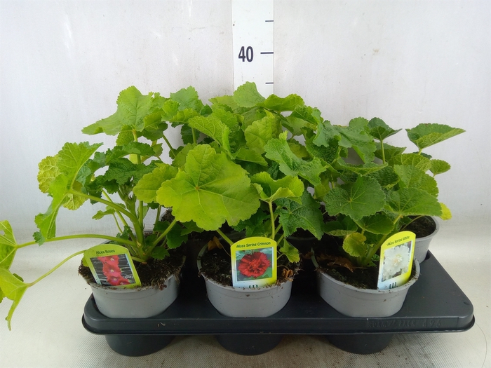 <h4>Alcea   ...</h4>