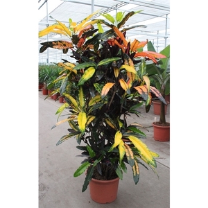 Codiaeum Mango (Croton Mango)