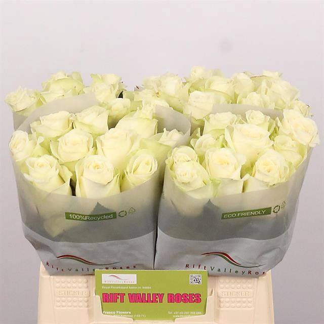 <h4>R GR SNOWSTORM+</h4>