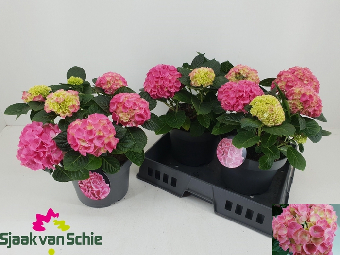 <h4>HYDR M HI MEADOW</h4>