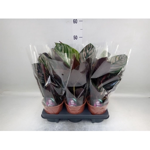Calathea sanderiana