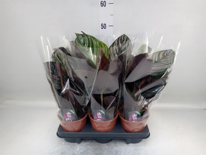 <h4>Calathea sanderiana</h4>