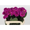 Dahlia Purple Fox