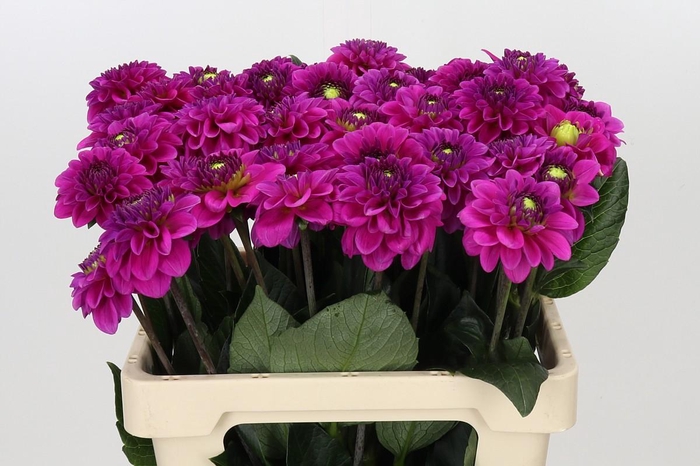 Dahlia Purple Fox