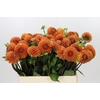 Dahlia Cornel Bronze