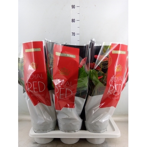 Anthurium andr. 'Madural'