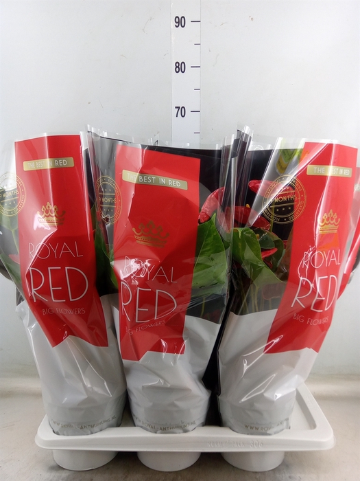 <h4>Anthurium andr. 'Madural'</h4>