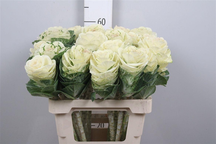 <h4>Brass White Crane</h4>