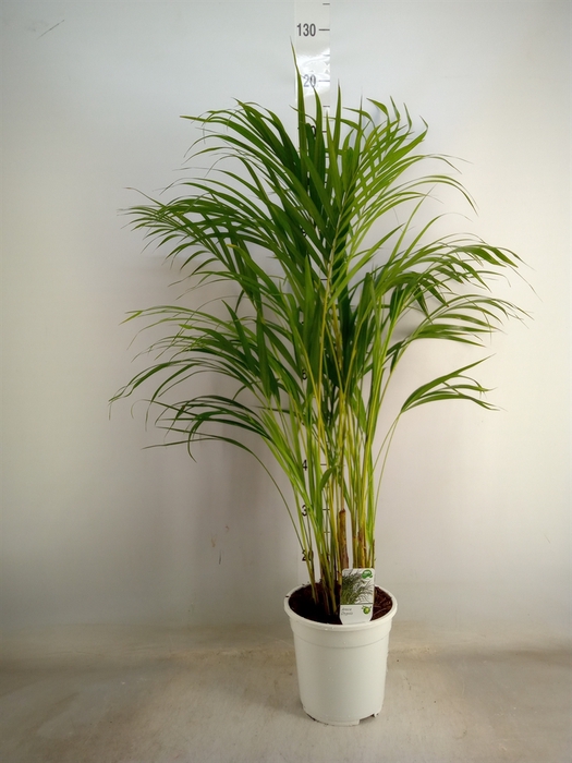 <h4>Dypsis lutescens   ...Chrysalidoca</h4>