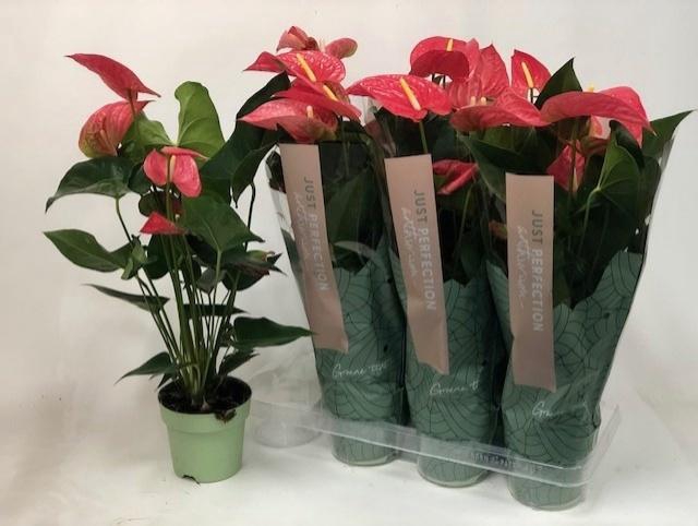 <h4>ANTHU AN MAINE</h4>