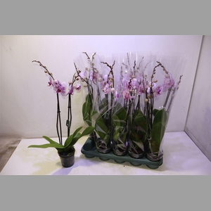 Phal Mesmerion