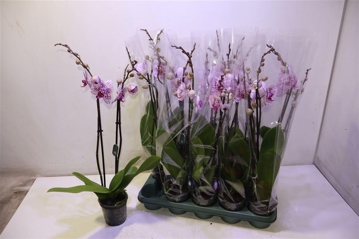 <h4>Phal Mesmerion</h4>