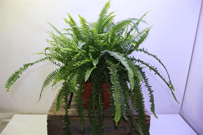 <h4>Nephr Ex Green Lady</h4>