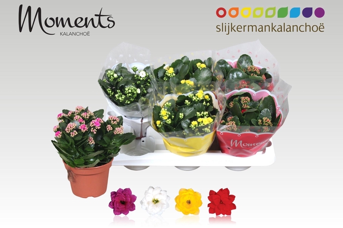 <h4>KAL GE GEM 4 KL</h4>