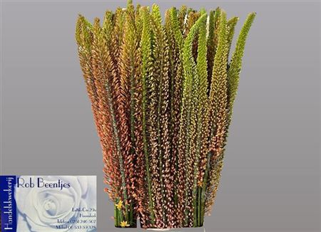 Eremurus Ruiter