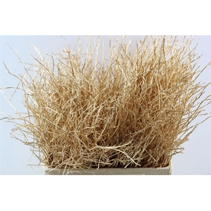 Vaccinium Kbh Antique Gold