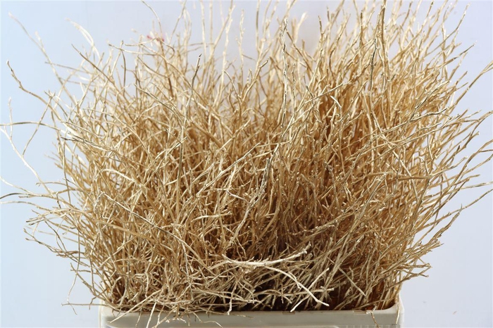 <h4>Vaccinium Kbh Antique Gold</h4>