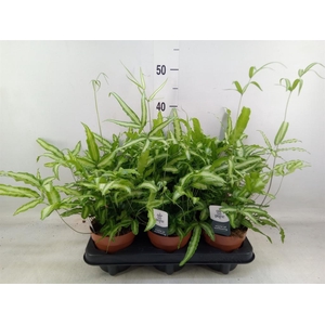 Pteris cretica 'Albolineata'