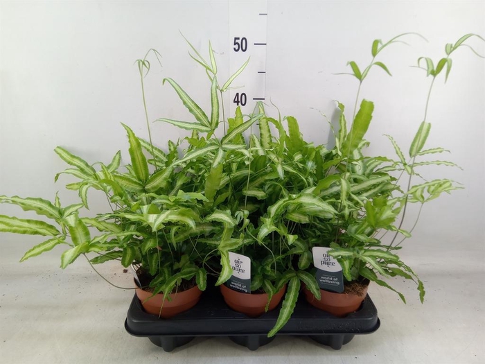 <h4>Pteris cretica 'Albolineata'</h4>