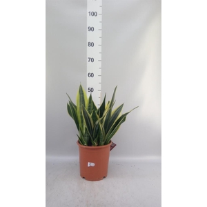 Sansevieria trifa.   ...