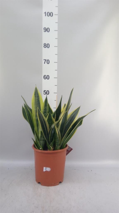 <h4>Sansevieria trifa.   ...</h4>