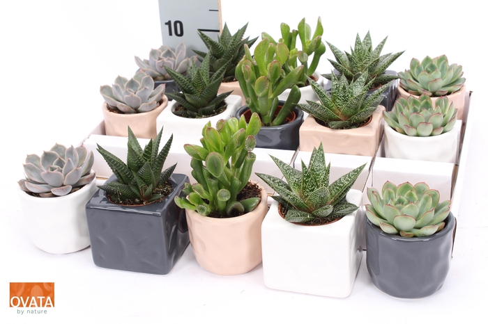 <h4>SUCC GEM 5 SRT</h4>