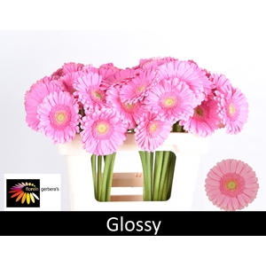 GE GR GLOSSY water 996