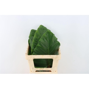 Alocasia Macrorrhizos Small