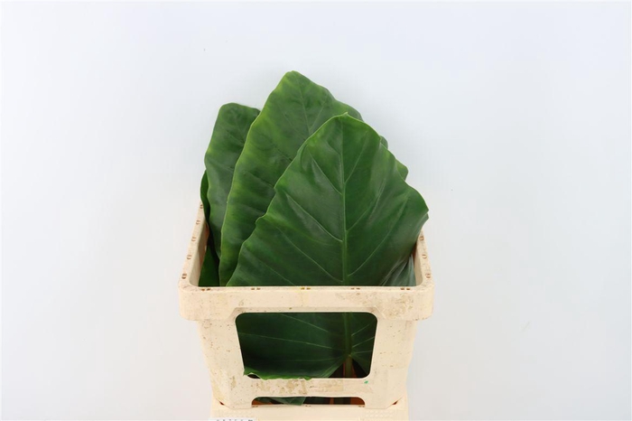 <h4>Alocasia Macrorrhizos Small</h4>