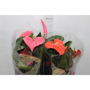 ANTHURIUM VARIADO P17 PREMIUM