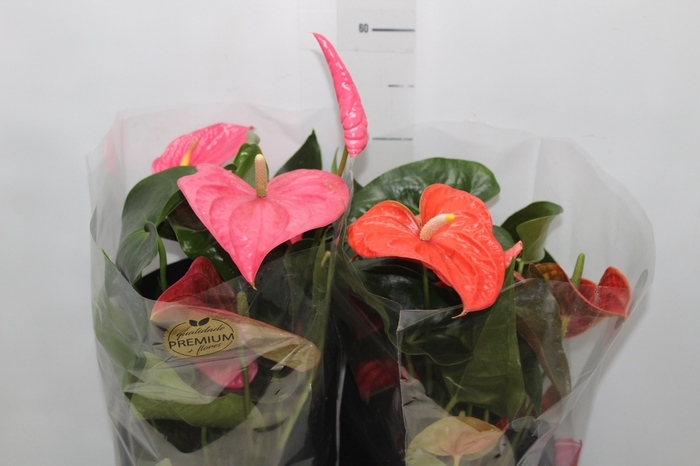 <h4>ANTHURIUM VARIADO P17 PREMIUM</h4>