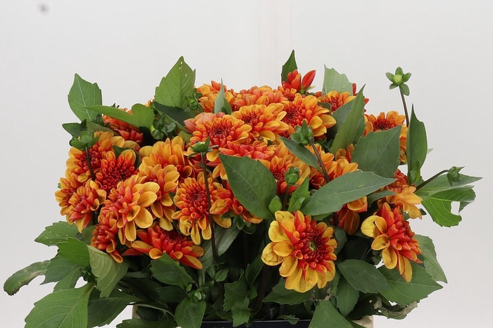<h4>Dahlia American Sunset</h4>