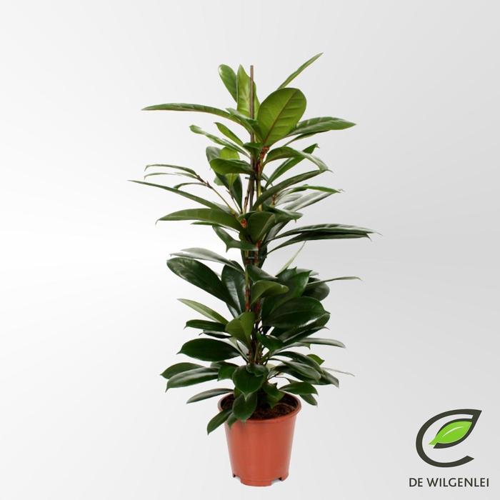 <h4>Ficus cyathistipula</h4>