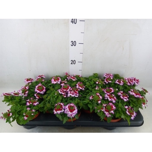 Verbena  'Lanai Twister Blue'