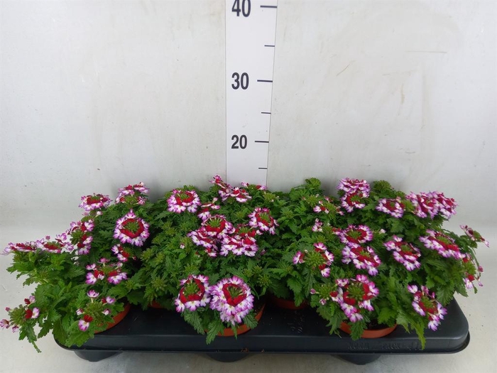 <h4>Verbena  'Lanai Twister Blue'</h4>