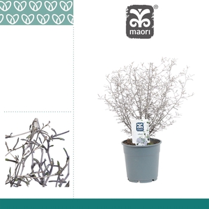 COROKIA MAORI SILVER