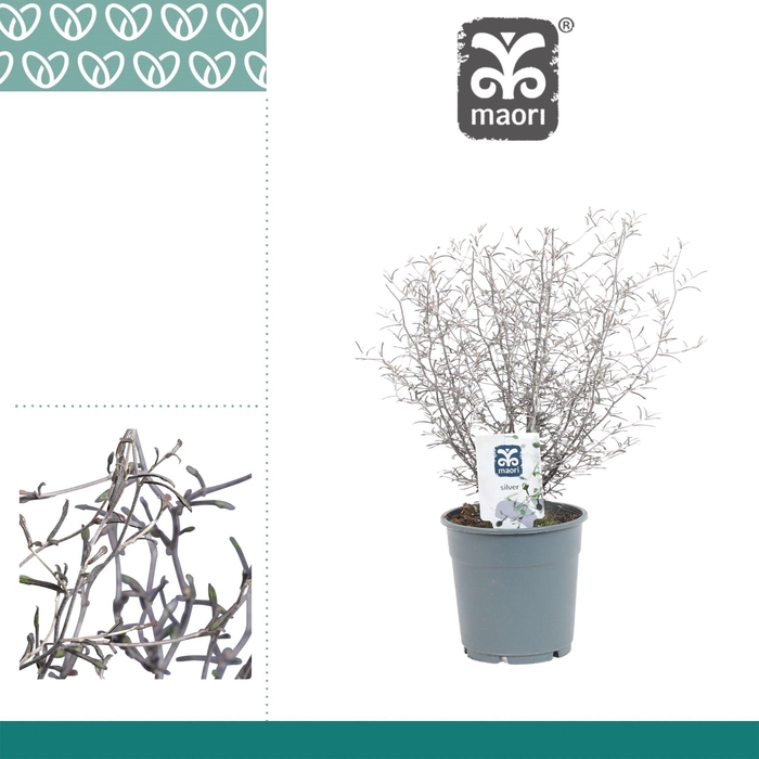 <h4>COROKIA MAORI SILVER</h4>