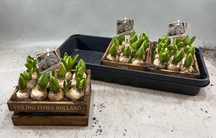 <h4>ARR HYACINTH</h4>