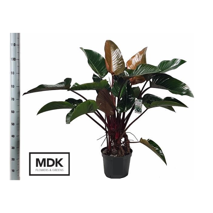 <h4>Philodendron Red Beauty 30Ø 110cm</h4>